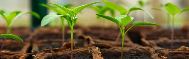 Which lighting should I use for seedlings?