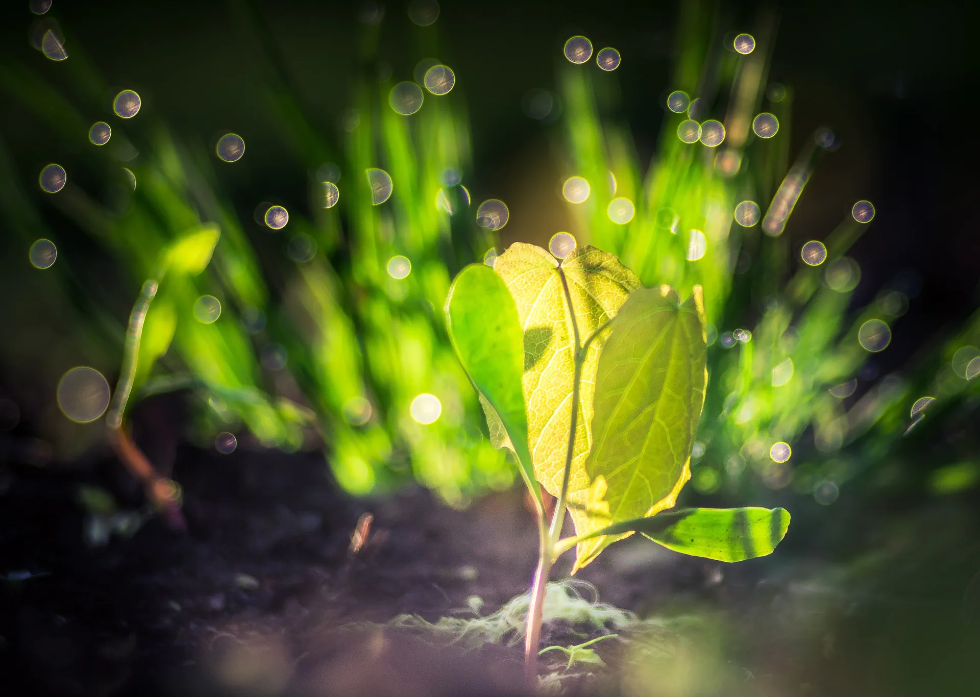 seedlings